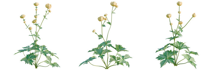 Trollius europaeus tree, elevation, front view, cutout, transparent background, isolate, Detailed sprig of parsley, fresh green herb close-up, natural botanical elements for food design. © DH Tree Stock