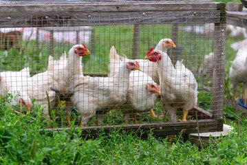 Chickens in cage on farm, poultry farming and agriculture concept © Olha Semeniv
