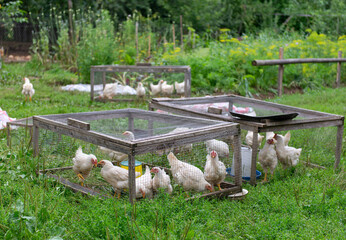 Chickens in outdoor cages on farm, backyard poultry farming concept © Olha Semeniv