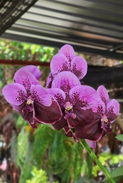 Close-up of beautiful purple Vanda orchid flowers with dark spots.