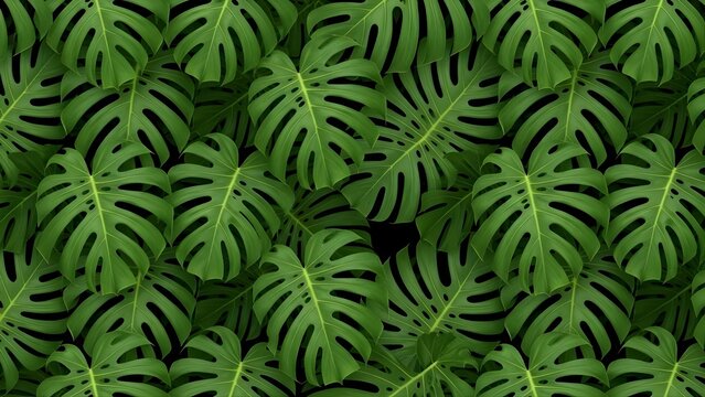 Monstera Deliciosa Leaves Pattern Tropical Green Foliage Background.