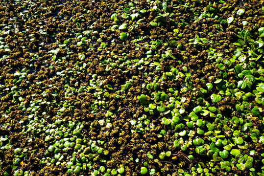 Close-up of floating water lily leaves on still water, blending green