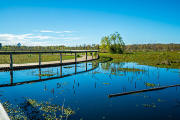 Fototapeta premium Sunlit boardwalk crosses tranquil wetland with mirrored sky
