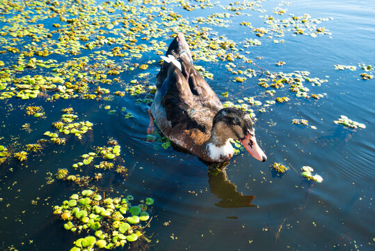 Duckling swims peacefully in calm, sunlit water with floating plants