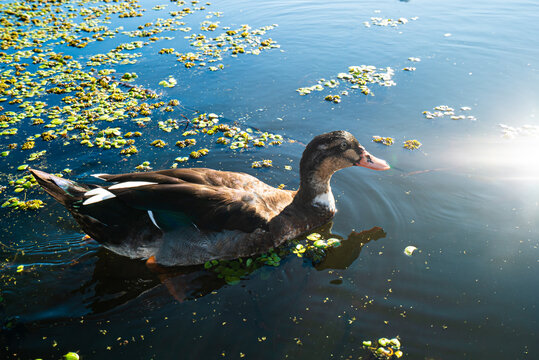 Duckling swims peacefully in calm, sunlit water with floating plants