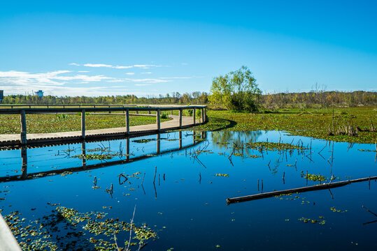 Sunlit boardwalk crosses tranquil wetland with mirrored sky