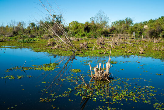 Still water reflects blue skies above lush greenery and reeds