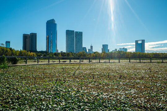 Urban skyline meets natural wetland habitat