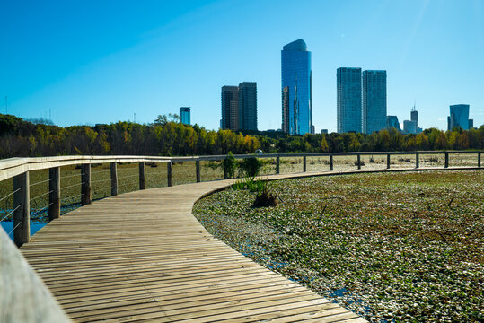 Wooden path curves around pond with lily pads, framed by city skyline and trees