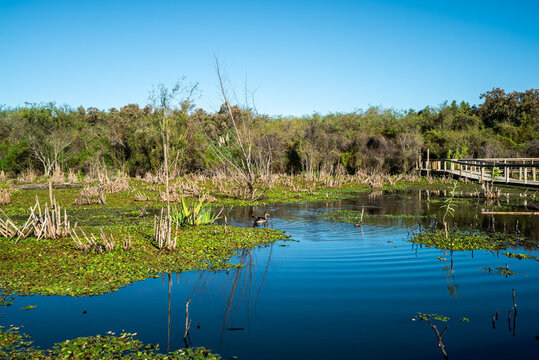 Swamp landscape with wooden walkway, reeds, and a duck swimming in calm water