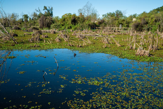 Still water reflects blue skies above lush greenery and reeds