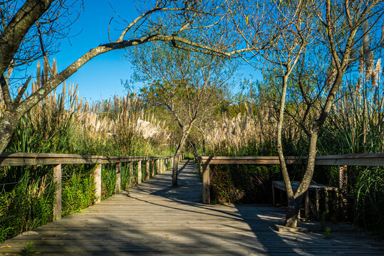 Sunlit wooden trail through reeds and bare branches