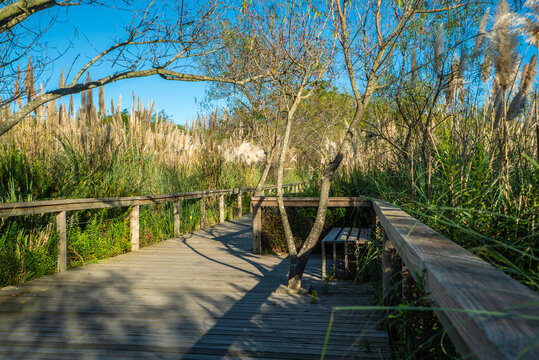 Sunlit wooden trail through reeds and bare branches