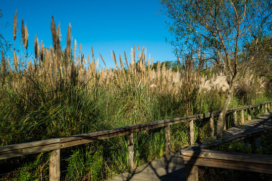 Pathway through marshland reeds, perfect for nature blogs or outdoor adventures
