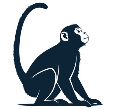 monkey sitting on ground looking ahead with long tail  primate