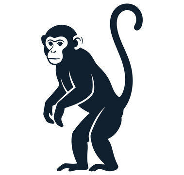 Monkey standing on two legs with tail up  primate illustration