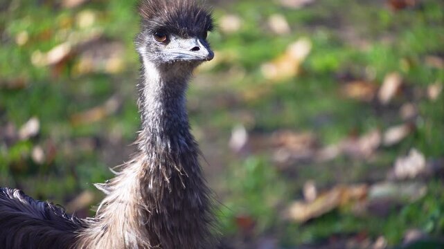 Close up emu resting on a meadow on a sunny day in autumn