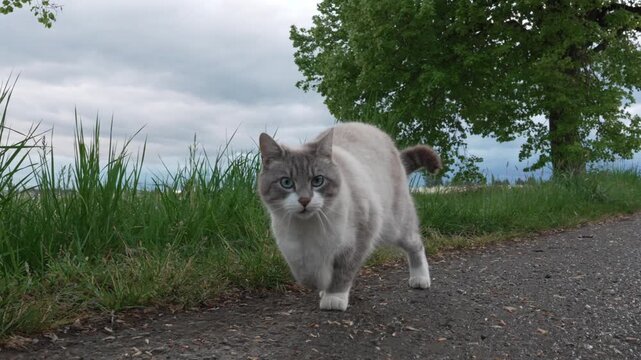 A cream-colored three-legged domestic cat outdoors on a quiet rural road beside tall grass, seen in soft natural light with a blurred countryside background. 