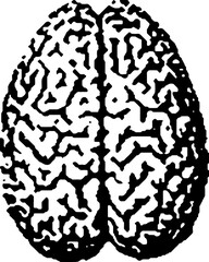 Fototapeta premium Human Brain Superior View Anatomy Medical Illustration
