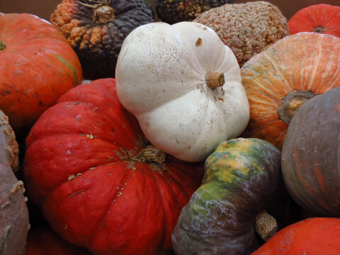 Mixed Colorful Pumpkin Variety Stacked with White Pumpkin