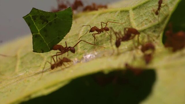 Close up of leaf cutter ants a group standing together working on leaves