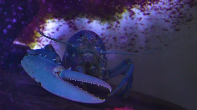 Close up of a blue lobster sitting around between rocks and beside a coral reef underwater

