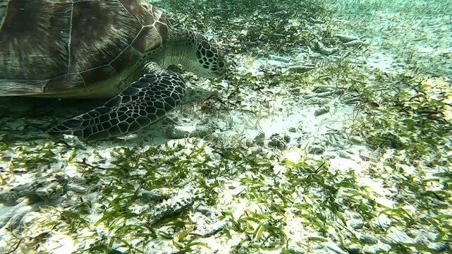 The green sea turtle (Chelonia mydas) with cleane fish is greazing on seagrass. Green sea turtles have a variety of parasites including barnacles, leeches, protozoans, cestodes, and nematodes.	
