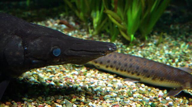 Close up of a alligator gar fish adult and young baby fish resting together underwater near the seabed