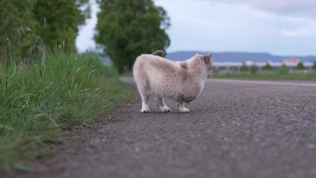 A cream-colored three-legged domestic cat outdoors on a quiet rural road beside tall grass, seen in soft natural light with a blurred countryside background. 