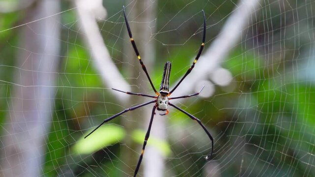 Close-up 4K of a Nephila pilipe spider on its intricate web in the lush tropical jungle, detailed wildlife nature macro shot.