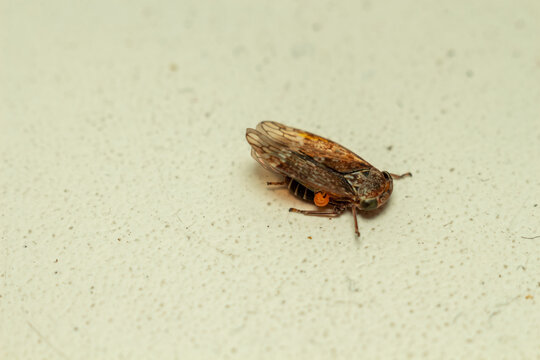 Brown leafhopper insect sitting on a plain light colored surface background