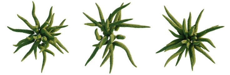 Asparagus densiflorus tree plan, top view, cutout, transparent background, isolate, Close-up of a striking green succulent plant with unique texture and vibrant colors. © DH Tree Stock