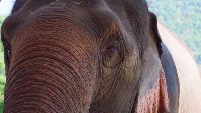 Majestic Thai Elephant Close-up 4K UHD Stock Video Footage. Detailed Portrait of a Large Asian Elephant's Eye, Trunk, and Wrinkled Skin. Beautiful Wildlife Animal in its Natural Habitat in Thailand. 