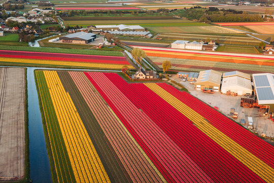 Aerial view of vibrant tulip fields in red and yellow rows near farm buildings and greenhouses during golden hour in De Zilk, Zuid-Holland, Netherlands.