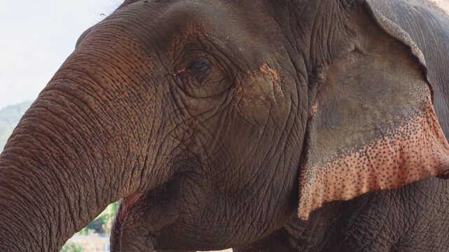Majestic Thai Elephant Close-up 4K UHD Stock Video Footage. Detailed Portrait of a Large Asian Elephant's Eye, Trunk, and Wrinkled Skin. Beautiful Wildlife Animal in its Natural Habitat in Thailand. 