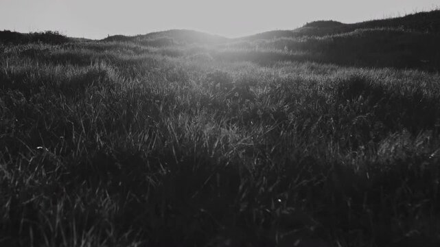 Black And White Windswept Grass Field With Dramatic Contrast And Textured Blades, Filmic Shadows Rolling