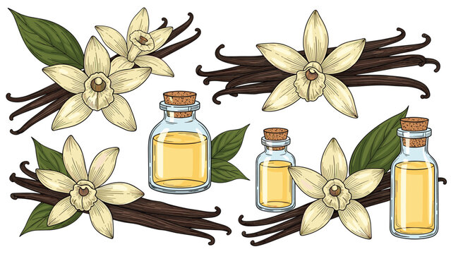 Comprehensive collection of vanilla elements, including blooming flowers, dried pods, and glass bottles filled with vanilla extract, in a detailed colored illustration.