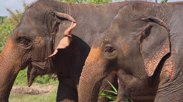 Asian Elephant Heads Close-up Video in Thailand. Majestic Wildlife, Nature, Mammal, Animal, Detailed Portrait, Tropical Jungle Habitat.