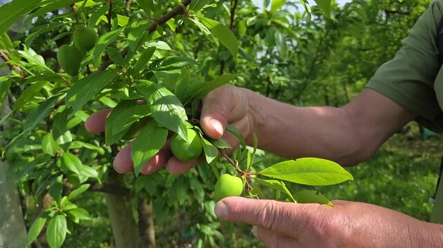 Mains d&rsquo;un technicien ou d&rsquo;un agriculteur arboriculteur, contr&ocirc;lant la qualit&eacute; des prunes en croissance et l&rsquo;&eacute;tat du feuillage au sein de l&rsquo;exploitation agricole.