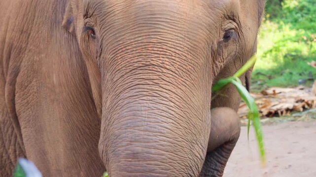 Majestic Thai Elephant Close-up 4K UHD Stock Video Footage. Detailed Portrait of a Large Asian Elephant's Eye, Trunk, and Wrinkled Skin. Beautiful Wildlife Animal in its Natural Habitat in Thailand. 