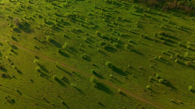 Aerial View Young Trees Casting Long Shadows Across Green Meadow, Organized Plantation Lines And Textured