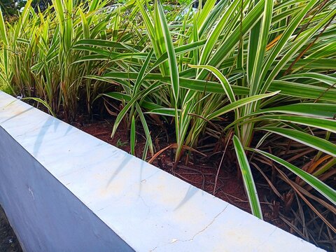 Close up of foliage carex morrowii, the kan suge, Morrow's sedge, Japanese grass sedge or Japanese sedge growing in the garden.