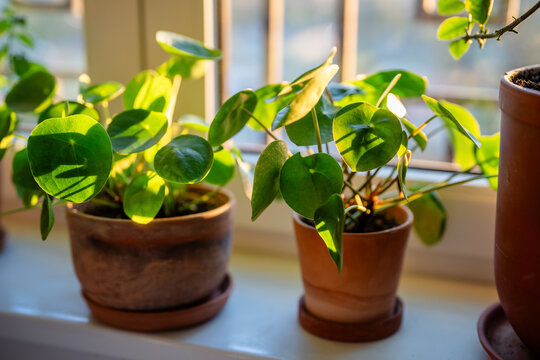 Two Pilea peperomioides houseplant in clay pots on windowsill, selective soft focus. Potted Chinese money plant in sunlight. Spring, green hobby. 