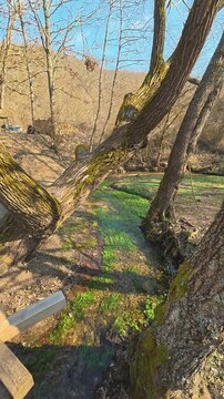 Gnarled tree trunks frame a mossy, green creek bed. Mount Rtanj area, (Balkans, Serbia) Vertical