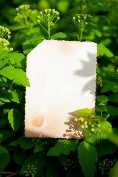 Vintage empty paper lies on green leaves of a plant, creating a rustic and natural background. The weathered sheet blends with botanical foliage
