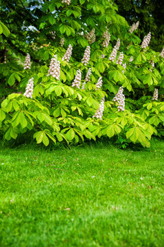 Outdoor botanical setting filled with chestnut tree with white blossoms blooms over green lawn