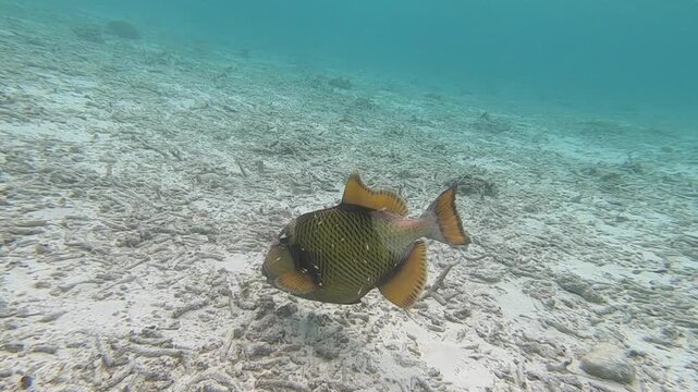 Though titan triggerfish are usually wary of divers and snorkelers, females can be territorial and aggressive around their nests during the reproduction season