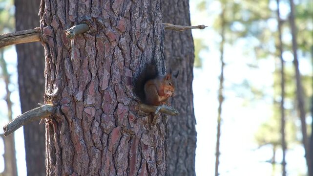 Squirrel eating a nut on tree branch &ndash; wildlife nature close-up