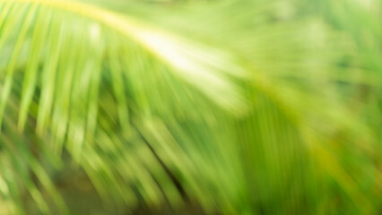 Bokeh of green coconut palm leaves, airy natural abstract background with bright sunlight © pernsanitfoto