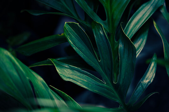 Monstera leaves with dramatic background, Tropical foliage in deep teal and emerald tones with elegant shadows.